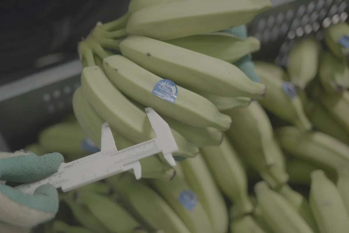 Frame bruto em LOG, antes da edição: mão medindo bananas